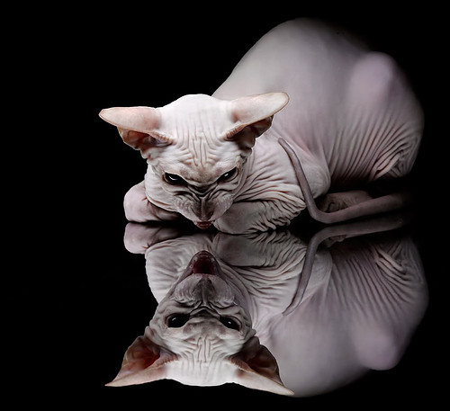 双星闪耀夜，西甲国家德比激情对决与塔图姆纪录刷新