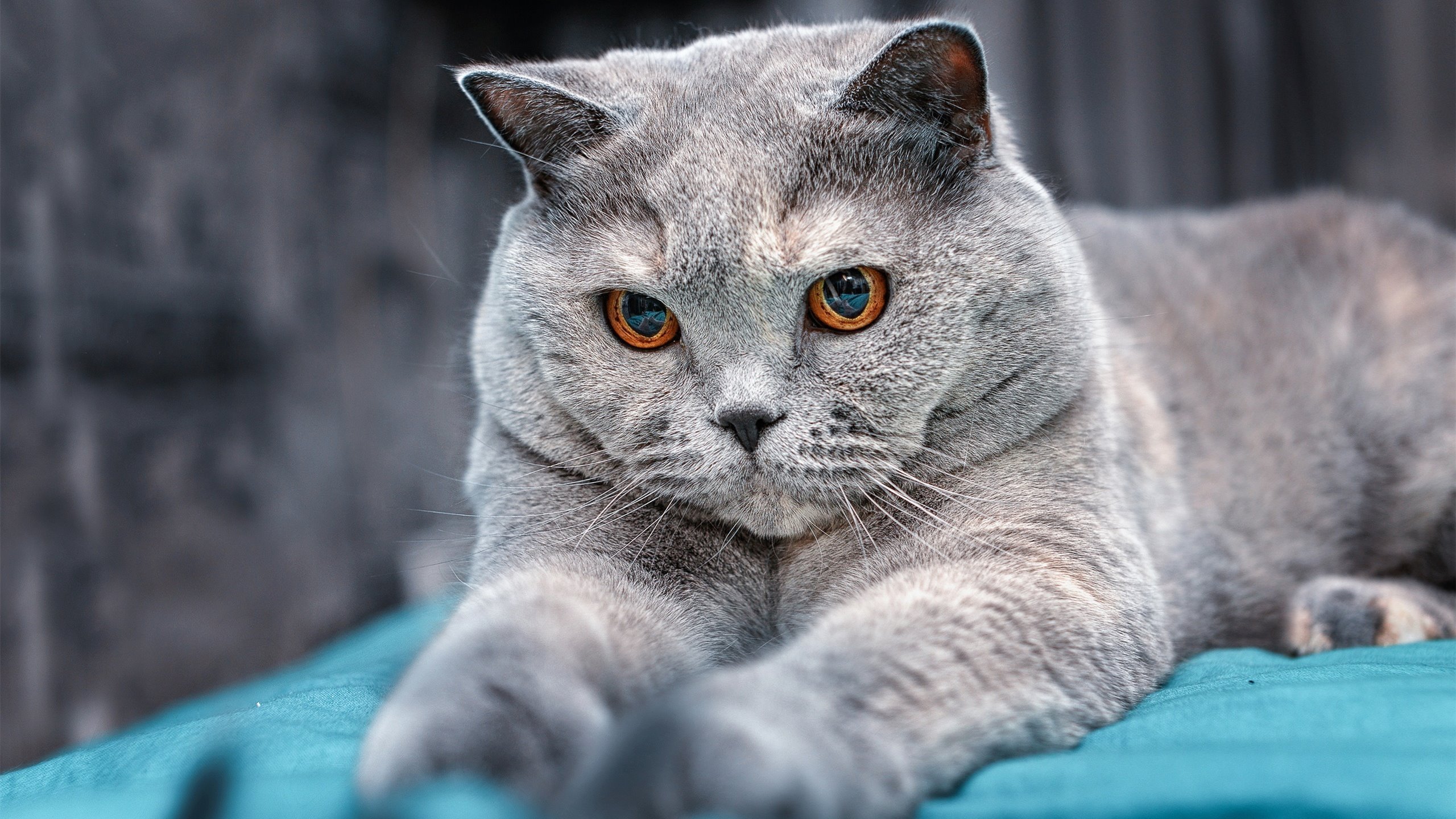 詹皇世纪之战轰57分挽狂澜！死神镰刀终现，篮网加时生死战险胜公牛