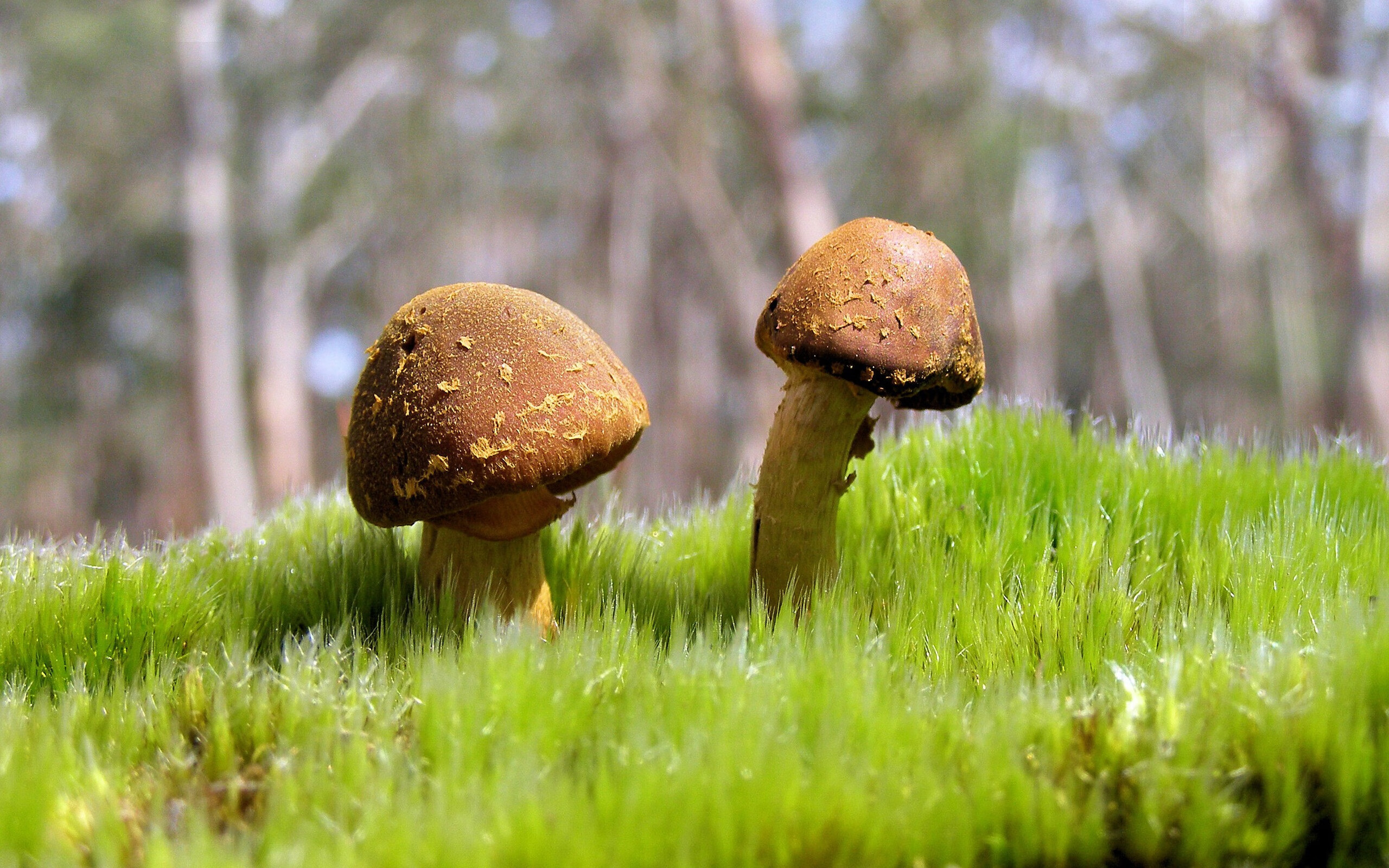 活塞新核舞步绽放，评分直逼满分！深圳队防线在华丽魔法下崩盘析因