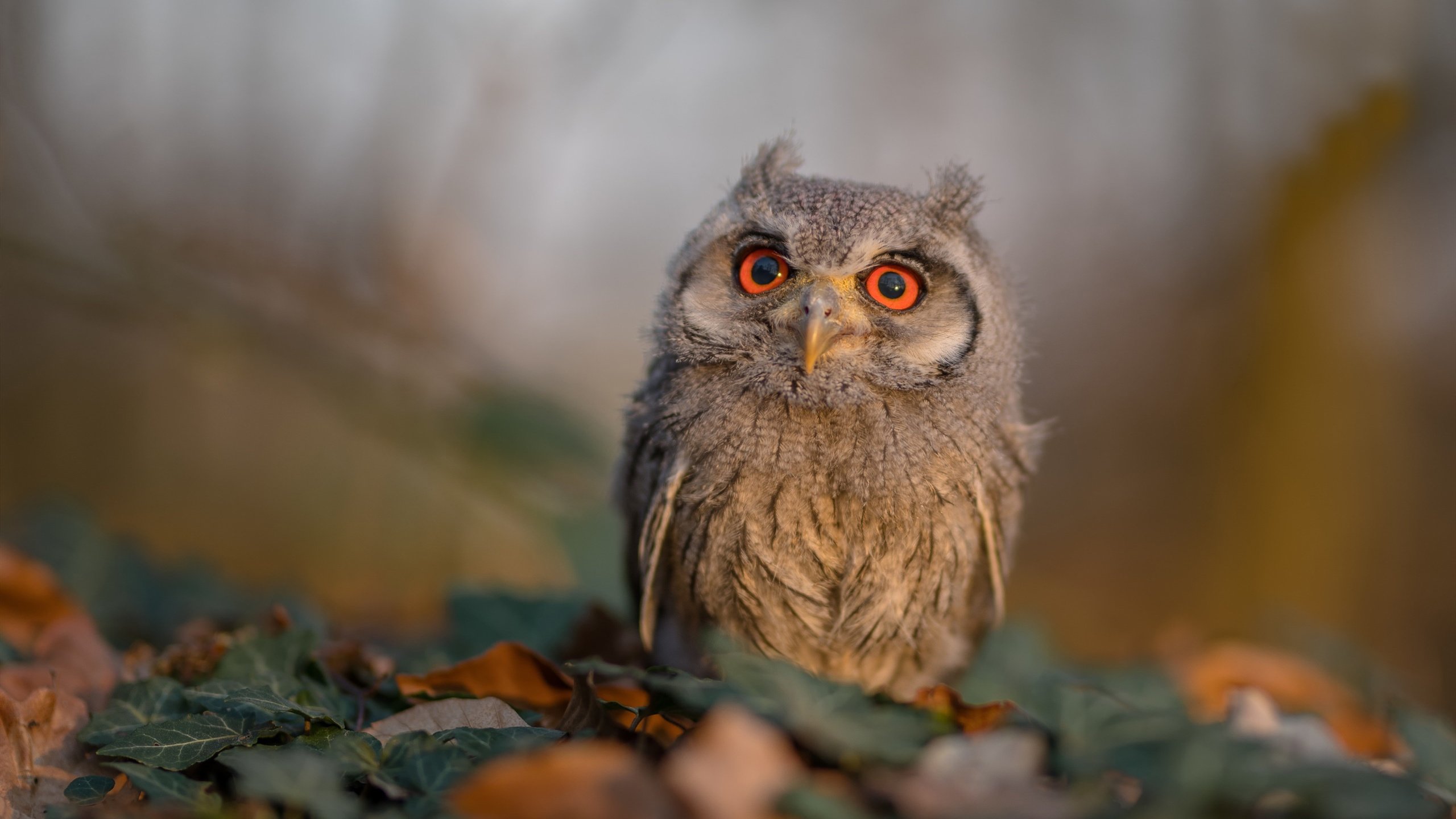 铁幕与艺术，当葡萄牙的压制哲学遇见坎特的关键先生时刻