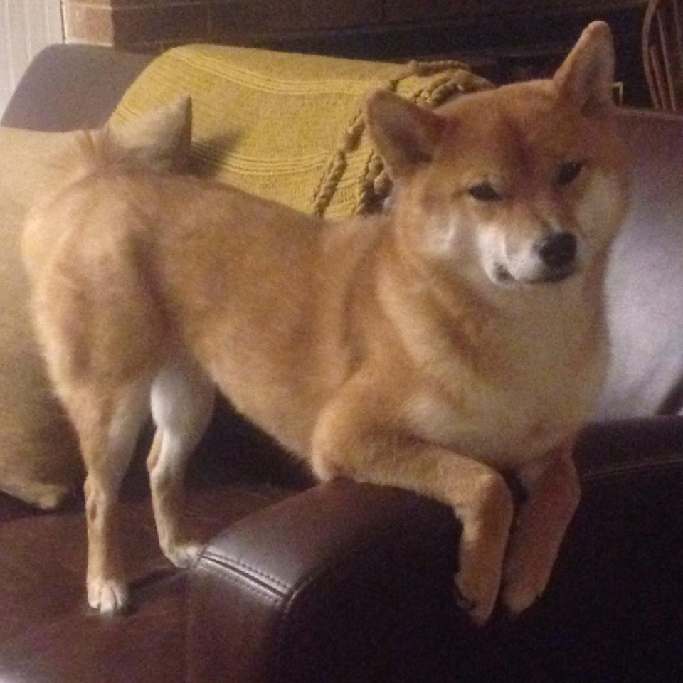 斯堪的纳维亚风暴席卷蔚蓝海岸，当瑞典电竞王权在马赛加冕